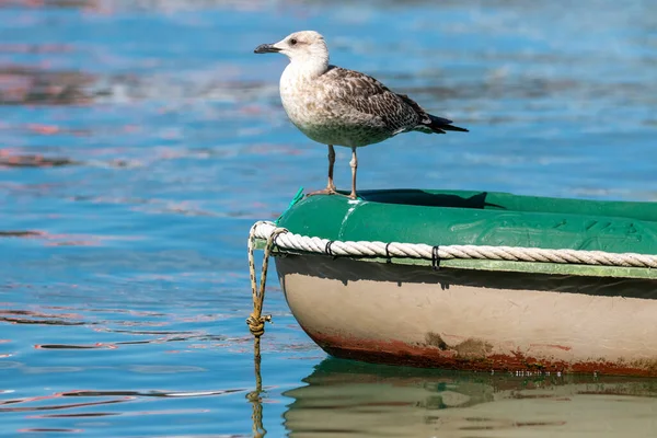 Gelbfußmöwe Auf Dem Boot Adria Kroatien — Stockfoto