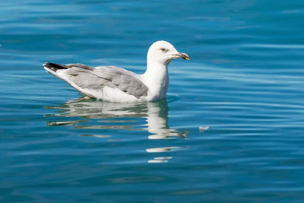 Yellow Legged Gull Swimming Adriatic Sea Croatia — Stock Photo, Image