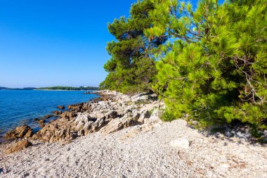 Hırvatistan 'ın Rovinj kentindeki Zlatni rt (Altın Pelerin) doğal plajı