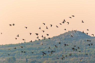 Gün batımında açık gökyüzüne uçan kuşlar, Hırvatistan 'ın Dalmaçya kentinde Vransko jezero