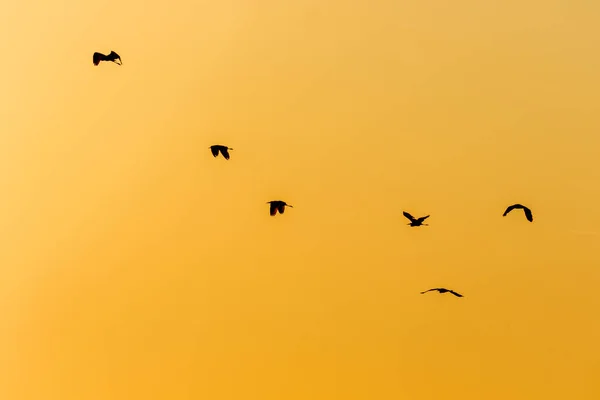 Ptáci Letu Proti Jasné Obloze Při Západu Slunce Vransko Jezero — Stock fotografie