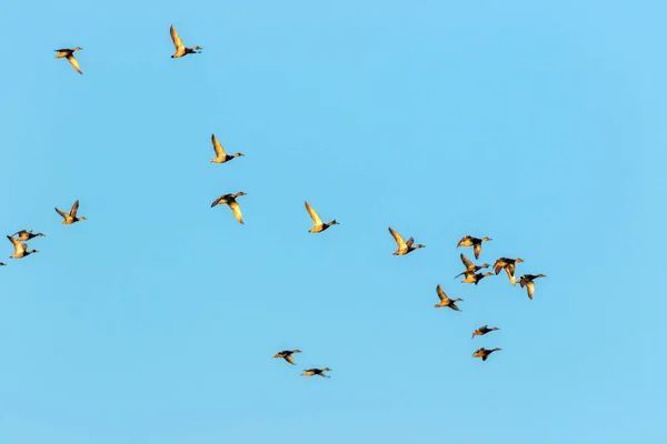 Vögel Flug Gegen Den Klaren Himmel Bei Sonnenuntergang Vransko Jezero — Stockfoto