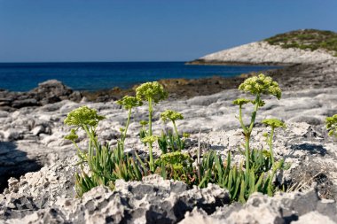 Mljet 'in kayalık sahillerinde bir örnek.