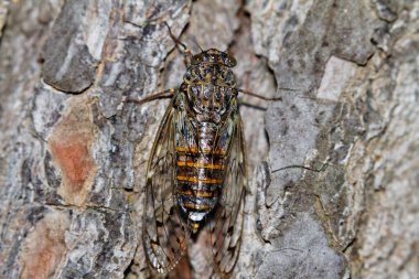 Lyristes Plebejus Cicada 'nın bir çam ağacındaki yakın çekimi