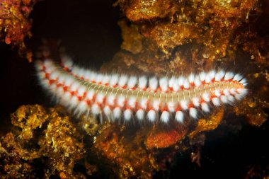 Hırvatistan 'daki Adriyatik Denizi, Mljet' ten gelen sakallı ateş solucanının sualtı görüntüsü