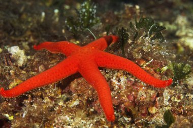 Akdeniz kızıl deniz yıldızı Mljet 'ten, Adriyatik Denizi Hırvatistan' dan