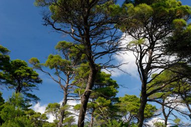 The pine forest on the Mljet island, Adriatic Sea, Croatia clipart