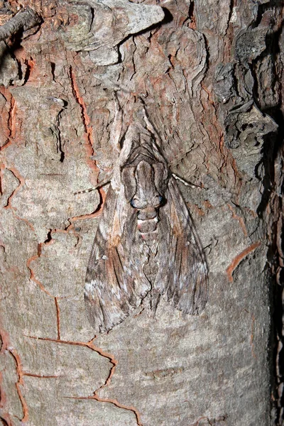 松树树皮上的锥形飞蛾的特写 — 图库照片