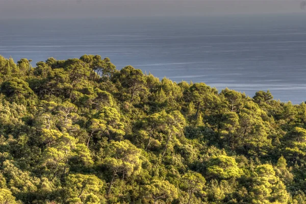 Het Dennenbos Het Eiland Mljet Adriatische Zee Kroatië — Stockfoto