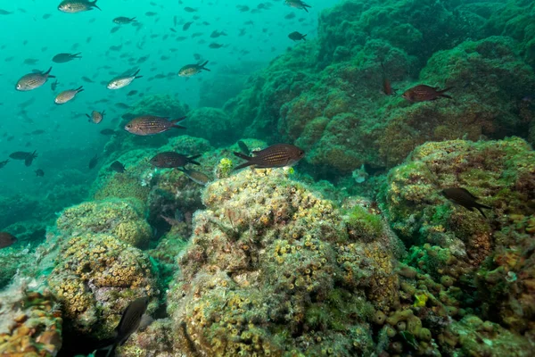 Cushion coral reef in the Adriatic Sea on Mljet island, Croatia