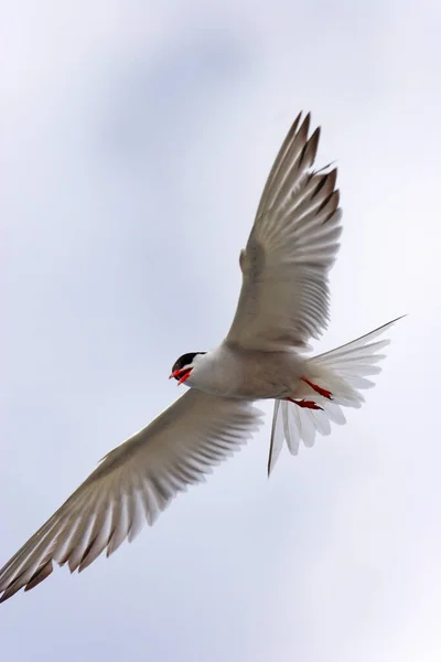 Den Gemensamma Tern Svävar Vingar Utsträckta Mljet Kroatien — Stockfoto