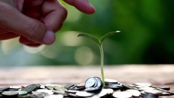 Monedas Una Mano Hombre Colocadas Clasificadas Monedas Una Tabla Madera — Vídeos de Stock