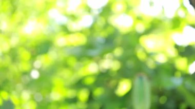 Doğa yeşil Bokeh güneş ışığı soyut bulanık arkaplan