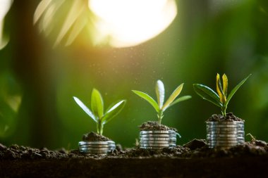 Doğa bir adamın eline bozuk para döker..