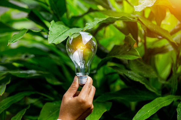 Light bulbs that grow, in the concept of energy in nature.