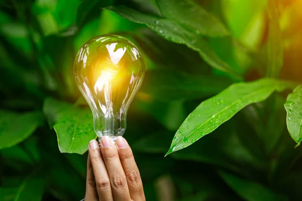 hand holding light bulb against nature, icons energy sources for renewable,