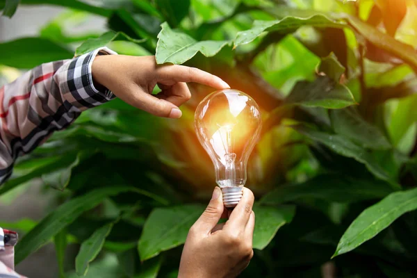 Light Bulbs Grow Concept Energy Nature — Stock Photo, Image