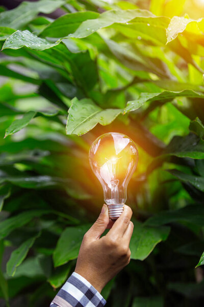 Light bulbs that grow, in the concept of energy in nature.