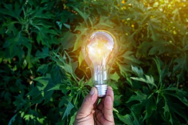 Doğadaki enerji kavramında büyüyen ampuller..