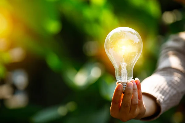 Ampoules Qui Poussent Dans Concept Énergie Dans Nature — Photo