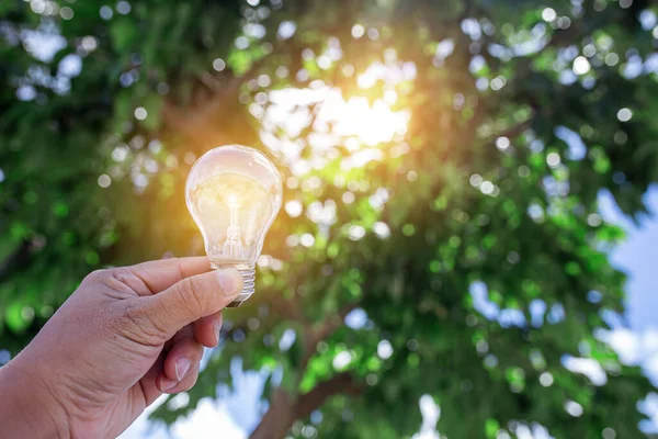 Ampoules Qui Poussent Dans Concept Énergie Dans Nature — Photo