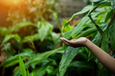 Çevre simgeleriyle el ele tutuşan teknoloji, yeşil arkaplanda Ağ bağlantısı üzerinden. 