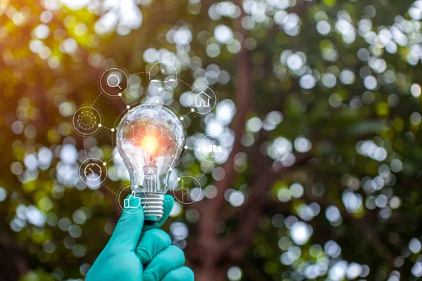 Glühbirnen Die Wachsen Konzept Der Energie Der Natur — Stockfoto