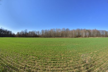 Yazın yeşil bir tarlada mavi gökyüzü ve bulutlar, arka planda orman..