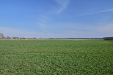 Yazın yeşil bir tarlada mavi gökyüzü ve bulutlar, arka planda orman..