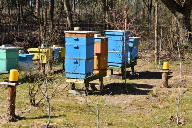 Ormanda mavi gökyüzünün altındaki ağaçların arasında renkli arı kovanları.