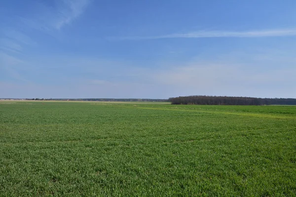 Modrá Obloha Mraky Nad Zeleným Polem Létě Pozadí Lesa — Stock fotografie