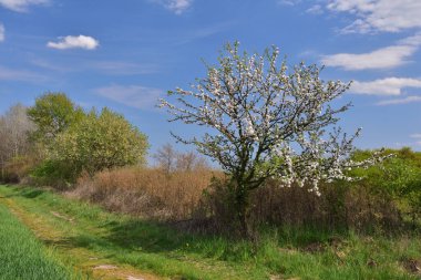 Yerden görünen bulutlu gökyüzüne karşı ağaçların taçları..