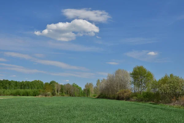 Cielo Azul Nubes Sobre Campo Verde Verano Fondo Bosque —  Fotos de Stock