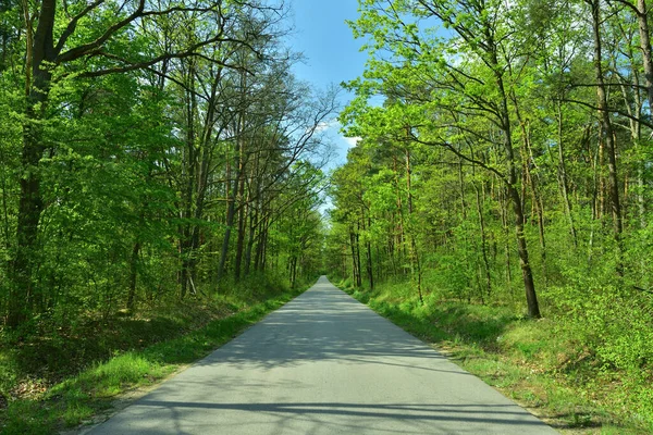 Yeşil ağaçların arasında bir orman yolu.