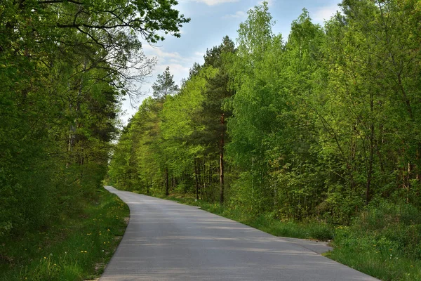 Eine Waldstraße Zwischen Grünen Bäumen — Stockfoto