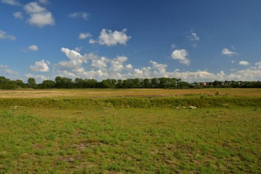 Yazın yeşil bir tarlada mavi gökyüzü ve bulutlar, arka planda orman..