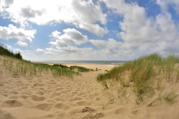 青い空と白い雲の下で海岸の砂丘の海岸植生 — ストック写真