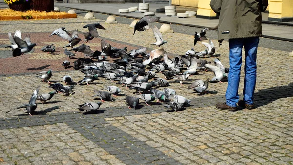 Gołębie Historycznym Brukowanym Rynku Centrum Starego Miasta — Zdjęcie stockowe