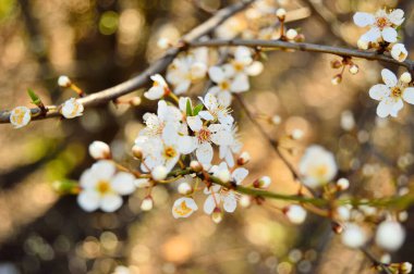 Ağaçların dallarında açan çiçekler gökyüzüne karşı.