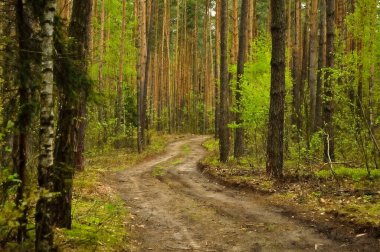 Ormanın derinliklerinde bitki örtüsüyle kaplı bir orman yolu..