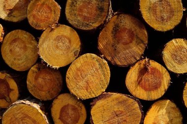 Kesilen ağaçların kütükleri kaldırılmaya hazırlanan yol boyunca dizilmiş..