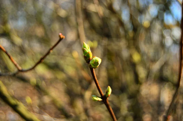 Knospen Den Ästen Junger Bäume Frühling — Stockfoto