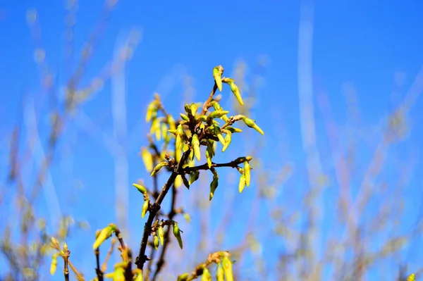 Gemme Sui Rami Dei Giovani Alberi Primavera — Foto Stock