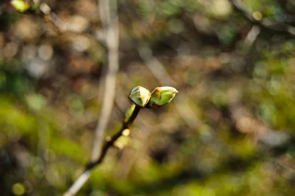 Les Bourgeons Sur Les Branches Des Jeunes Arbres Printemps — Photo