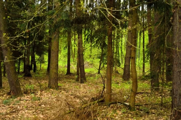 Una Strada Forestale Coperta Vegetazione Immersa Nel Bosco — Foto Stock