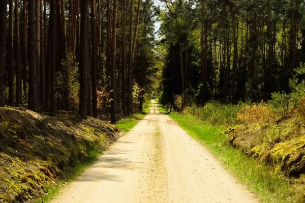 Une Route Forestière Couverte Végétation Fond Forêt — Photo