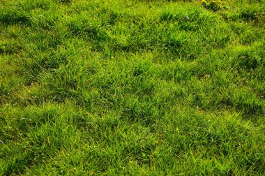 Güneşli bir günde çimen yaprakları. Ayrıntıları kapat.