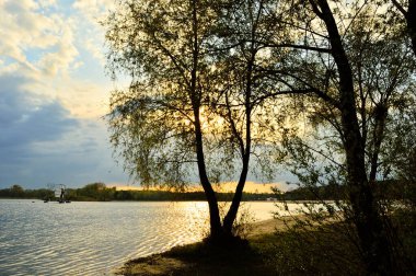 Yerden görünen bulutlu gökyüzüne karşı ağaçların taçları..