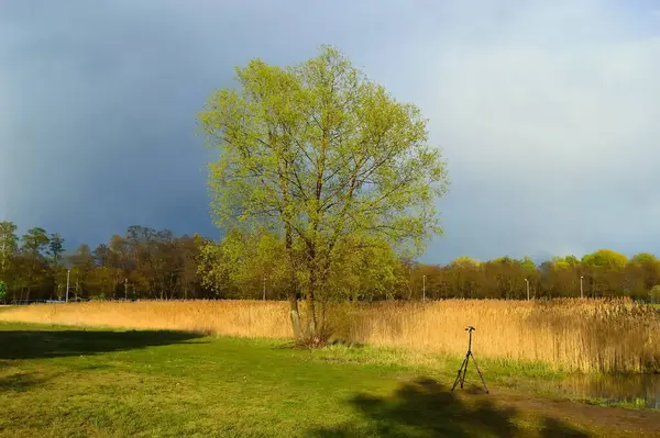Kronen Van Bomen Tegen Bewolkte Lucht Gezien Vanaf Grond — Stockfoto