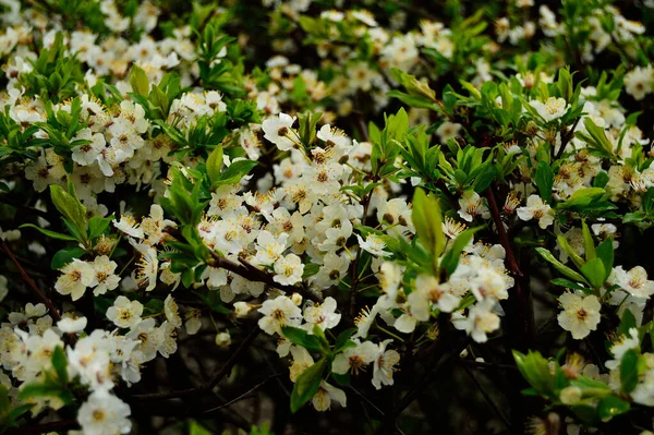 Blooming Flowers Branches Trees Sky — Stock Photo, Image